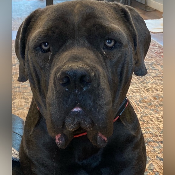 Flyer For LIVE SHOW specializing in Dior & random lux brand pulls w/ low starts - Picture 6 of 14